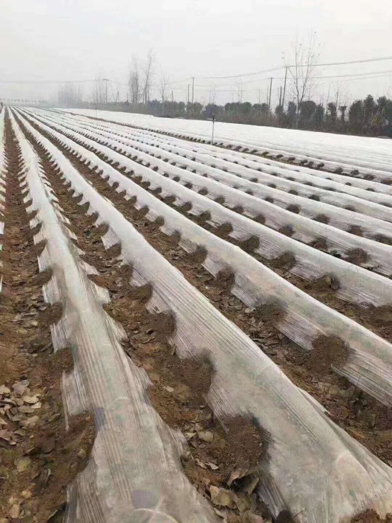 黑色地膜白色地膜除草膜厂家直销量大可优惠
