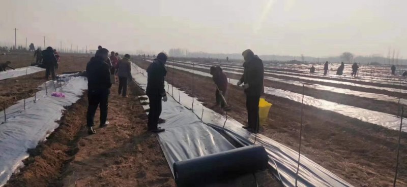 黑色地膜白色地膜除草膜厂家直销量大可优惠