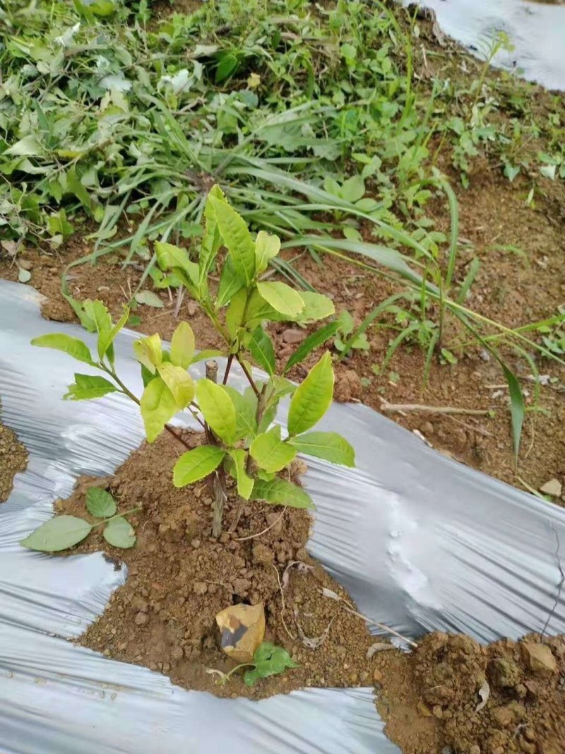 黑色地膜白色地膜除草膜厂家直销量大可优惠