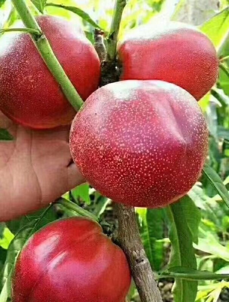油桃
