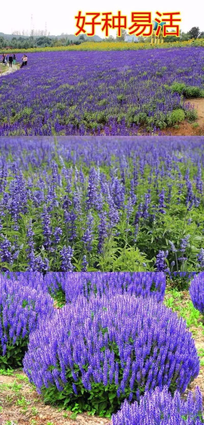 蓝花鼠尾草种子易活春秋播多年生花种庭院园林绿化四季景观花