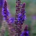 蓝花鼠尾草种子易活春秋播多年生花种庭院园林绿化四季景观花