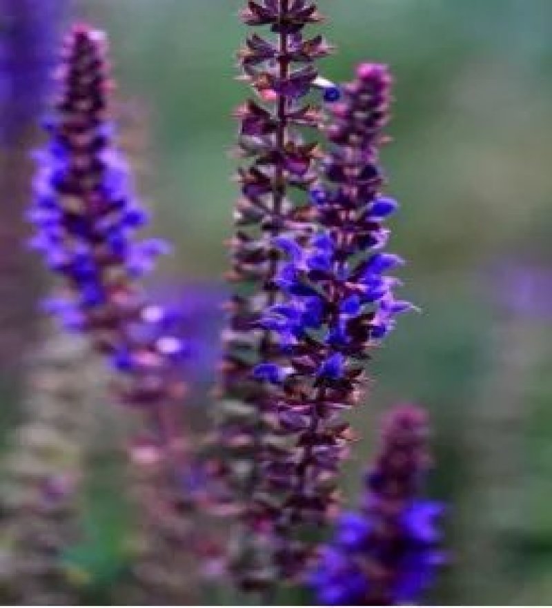 蓝花鼠尾草种子易活春秋播多年生花种庭院园林绿化四季景观花