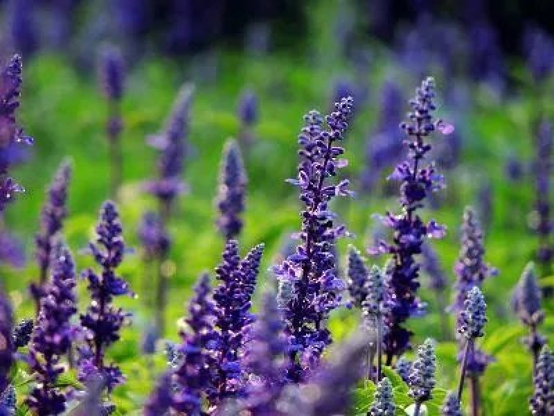 蓝花鼠尾草种子易活春秋播多年生花种庭院园林绿化四季景观花
