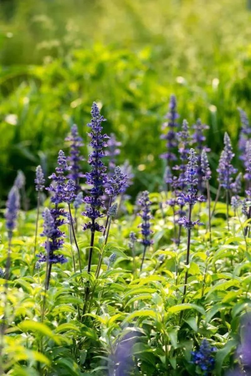 蓝花鼠尾草种子易活春秋播多年生花种庭院园林绿化四季景观花