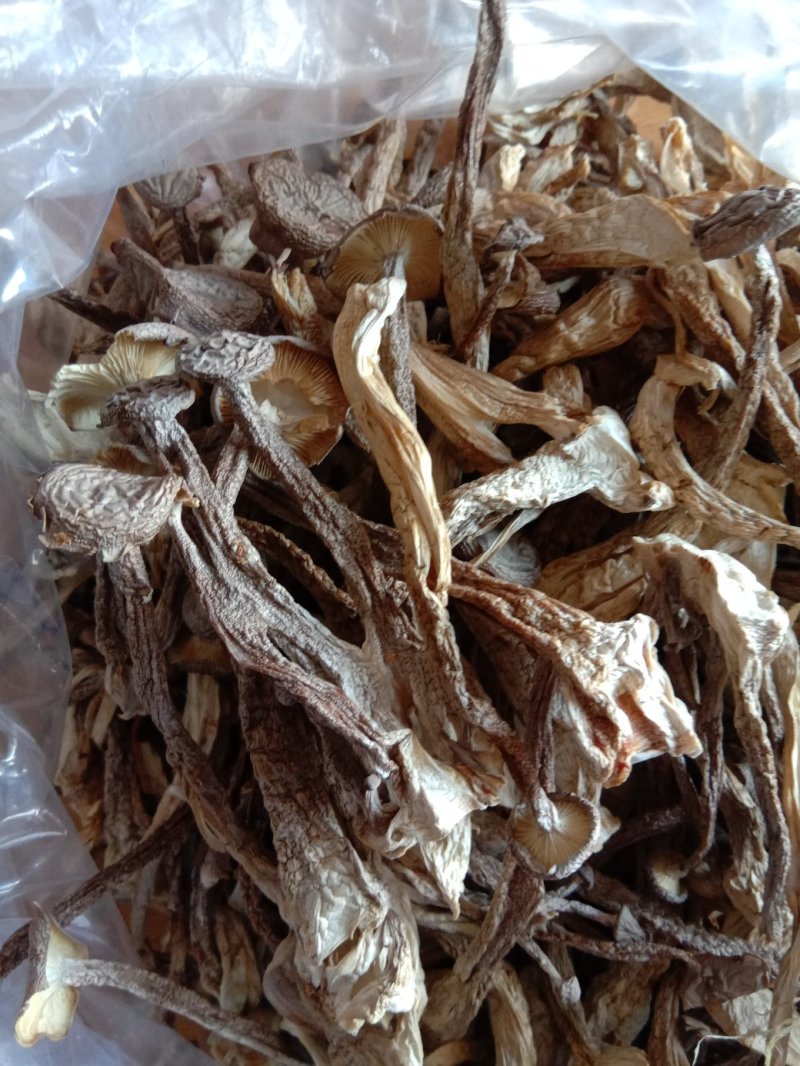 鹿茸菇干品（厂家供货）专业规模化食用菌种植企业品质优良