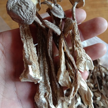 鹿茸菇干品（厂家供货）专业规模化食用菌种植企业品质优良