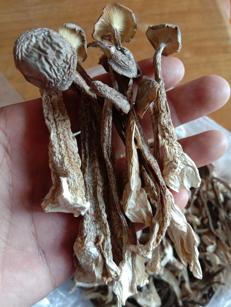 鹿茸菇干品（厂家供货）专业规模化食用菌种植企业品质优良