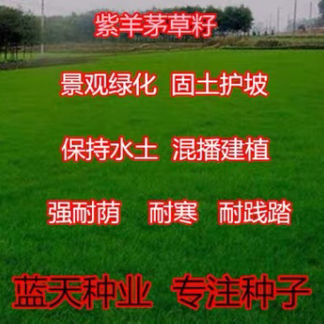 紫羊茅草坪种子耐寒耐旱耐践踏