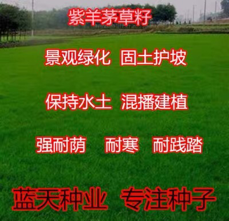 紫羊茅草坪种子耐寒耐旱耐践踏