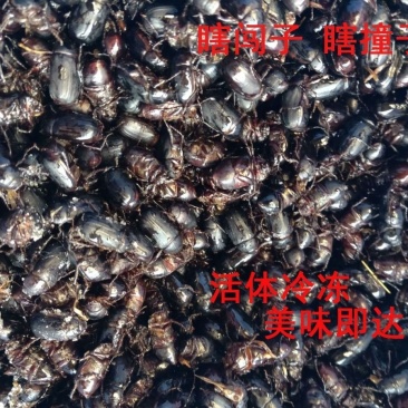 新品新鲜瞎眼创瞎撞子闯子金龟子活体冷冻冷冻