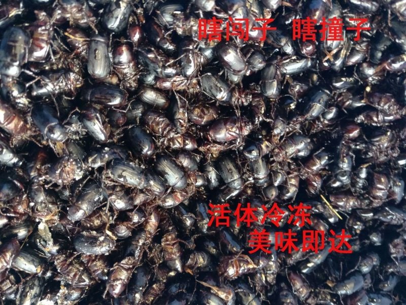 新品新鲜瞎眼创瞎撞子闯子金龟子活体冷冻冷冻