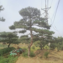 造型松