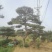 造型松