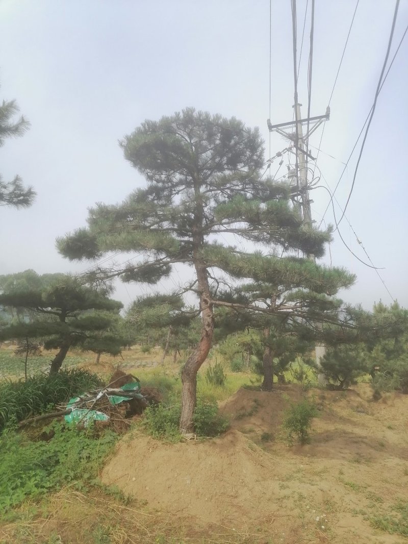 造型松