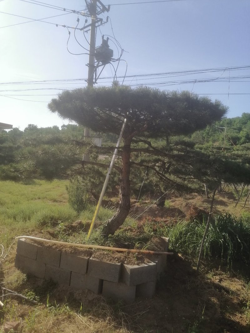 造型松
