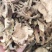 【文斌药业】独活大统货无硫地道药材