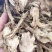 【文斌药业】独活大统货无硫地道药材