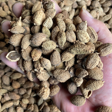 优质壳砂仁颗粒饱满广西玉林药材香料批发
