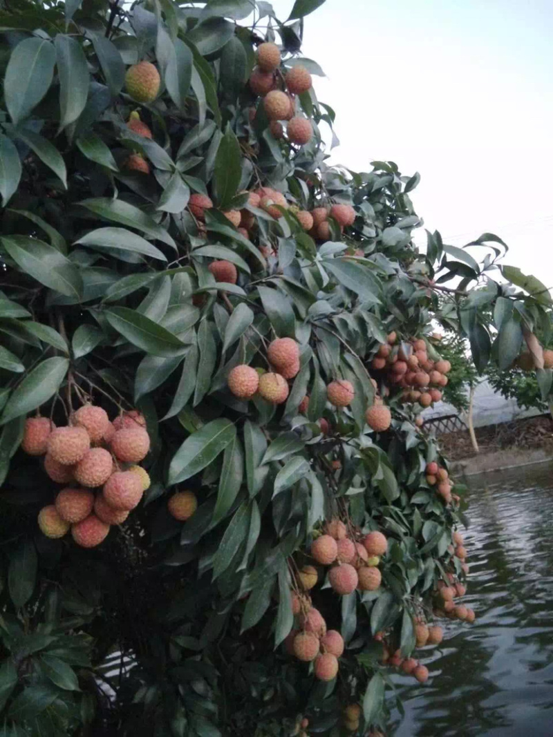 兰竹荔枝