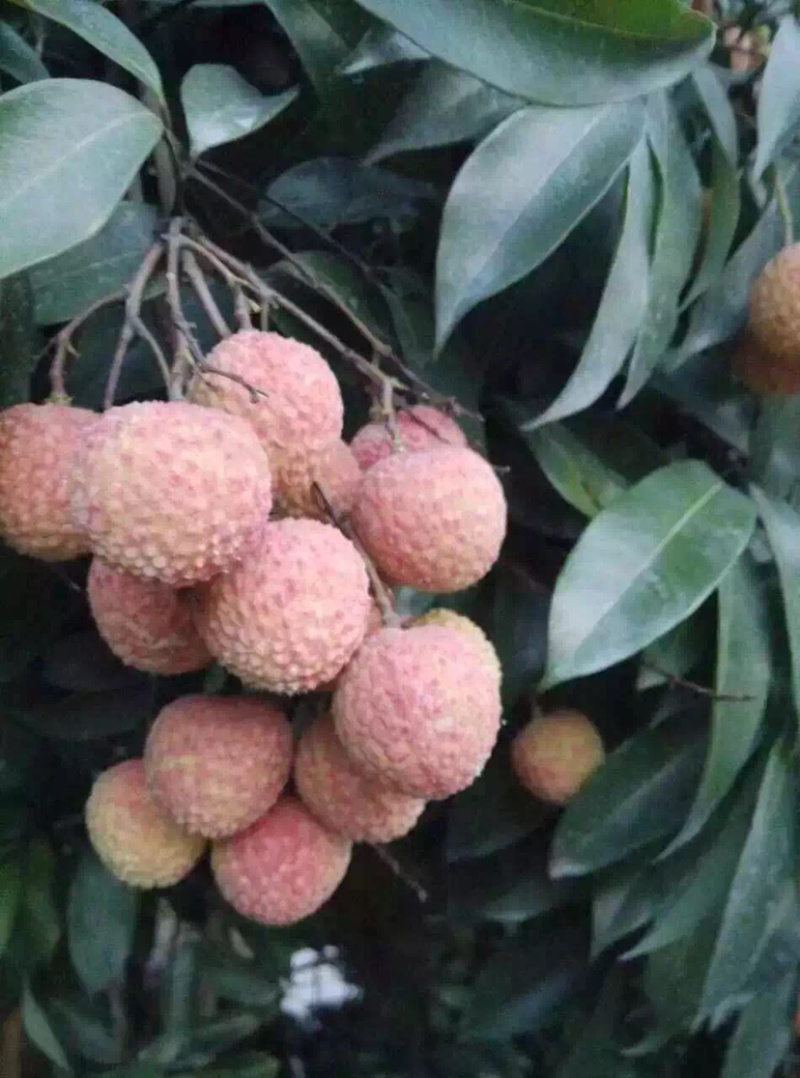 兰竹荔枝
