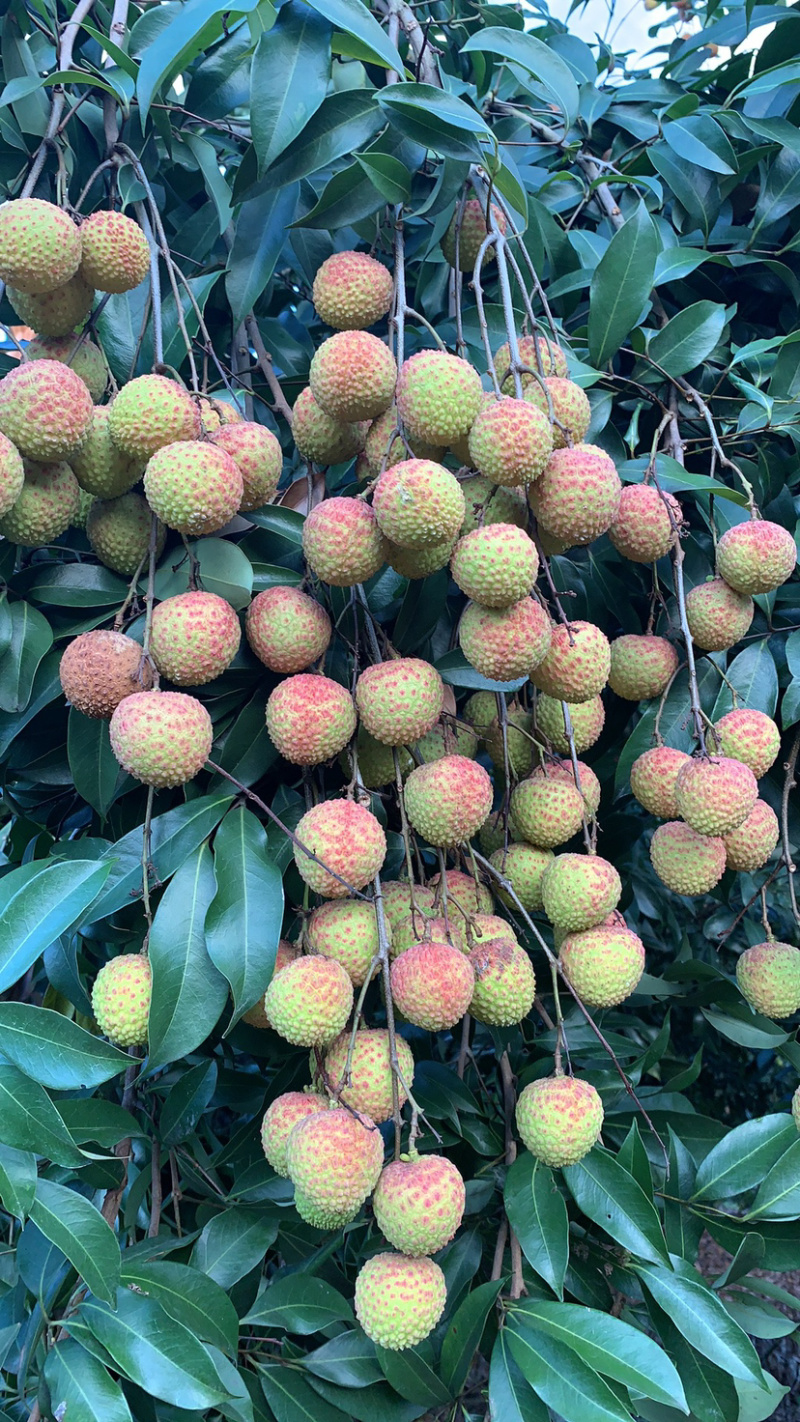 兰竹荔枝
