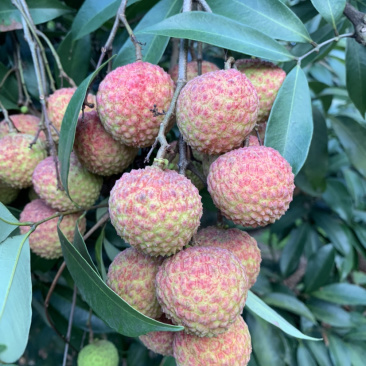 兰竹荔枝