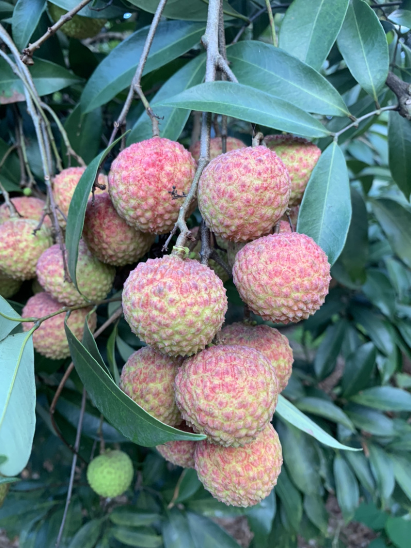 兰竹荔枝