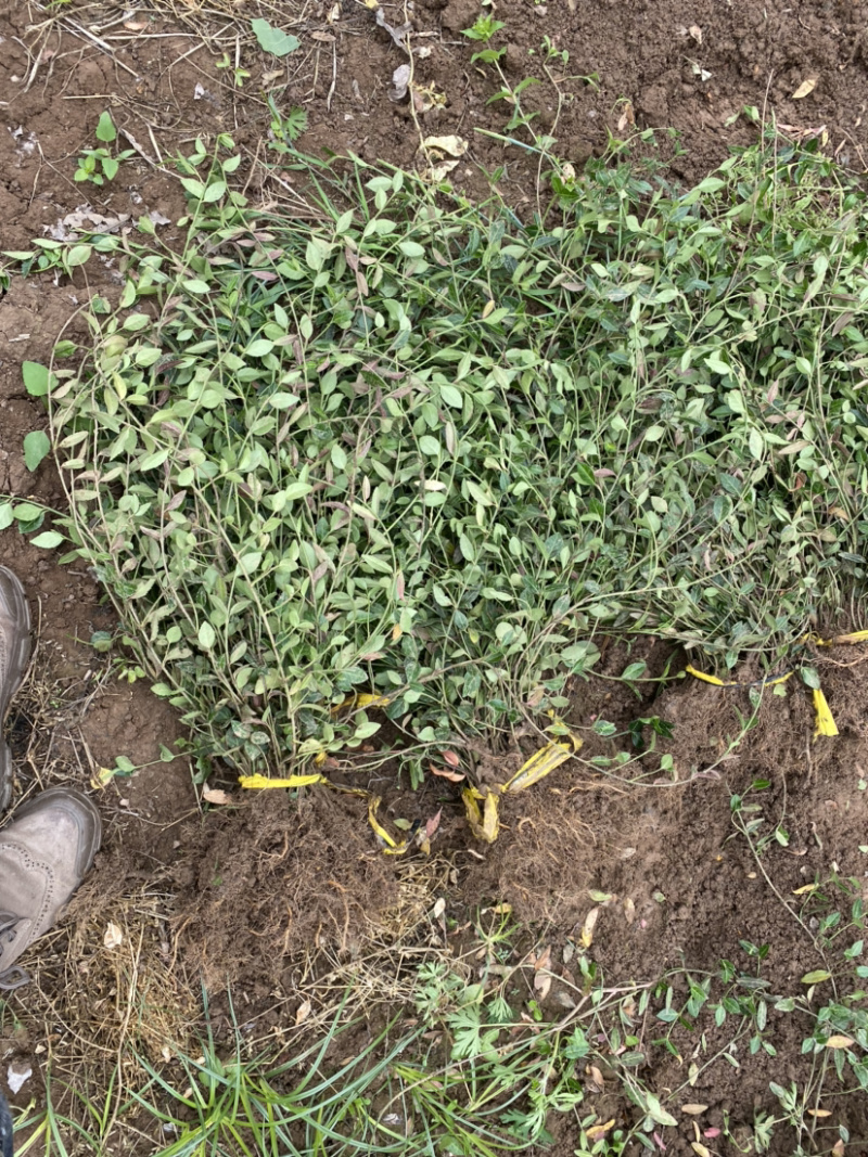 基地直销扶芳藤小苗一年苗二年生苗工程苗