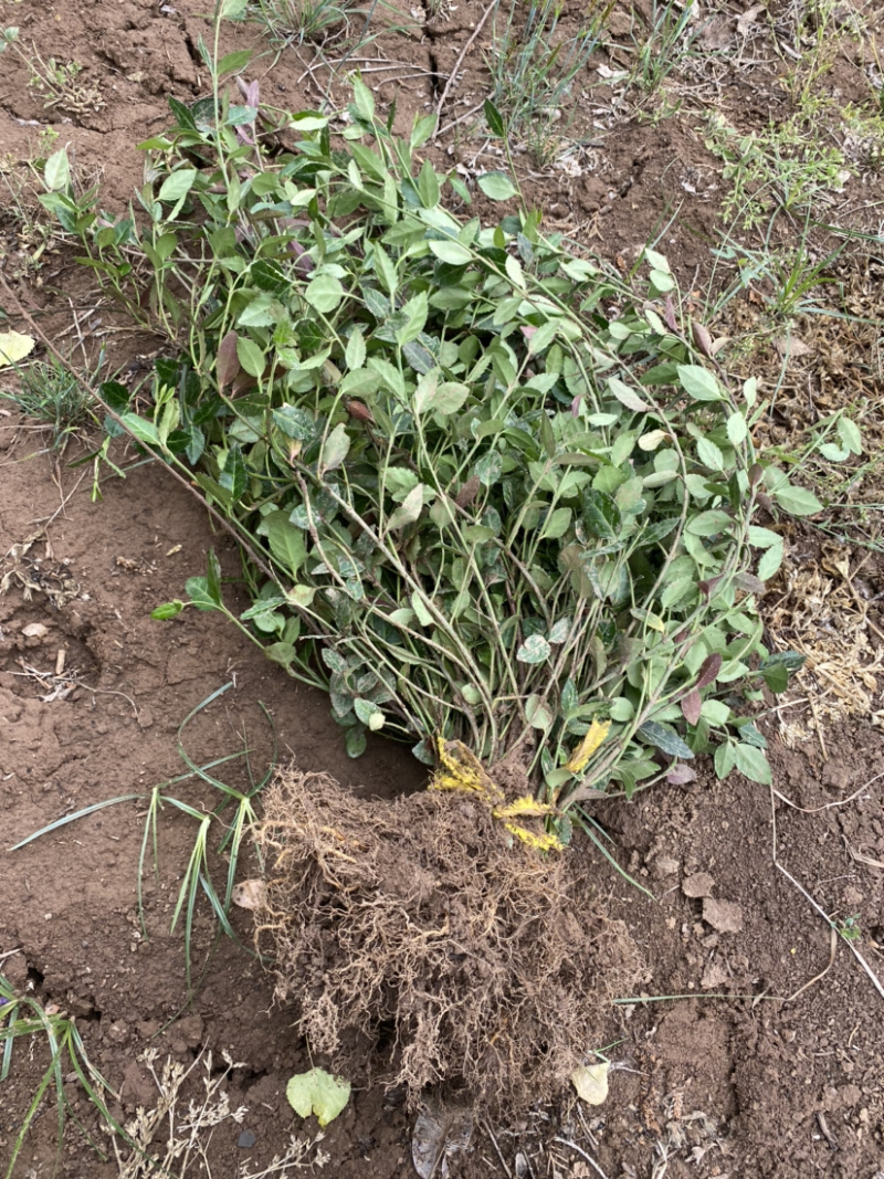 基地直销扶芳藤小苗一年苗二年生苗工程苗