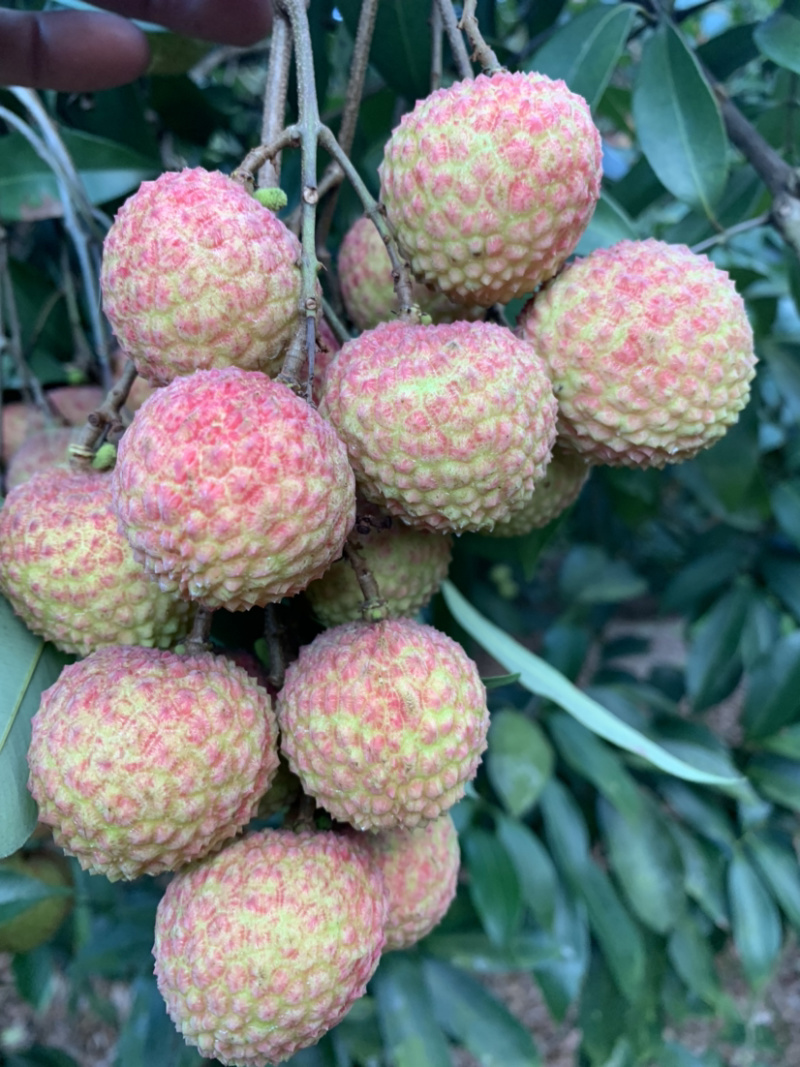兰竹荔枝