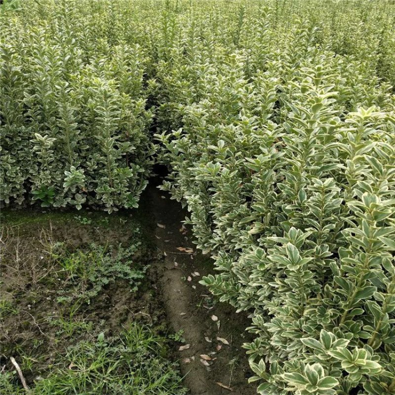 金边卫矛冬红一手货源基地发货规格齐全量大从优