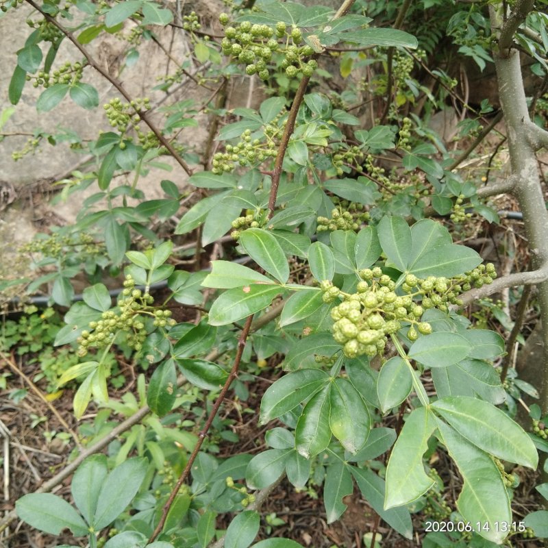 青花椒