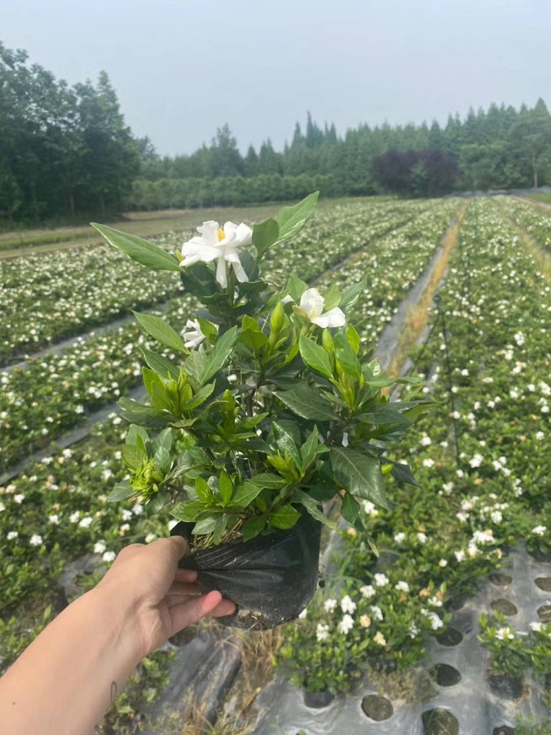 精品栀子花，栀子花杯苗。