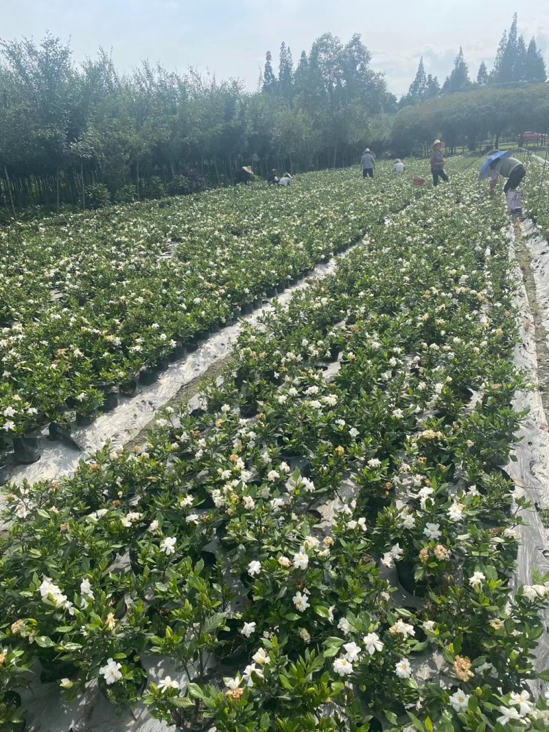 精品栀子花，栀子花杯苗。