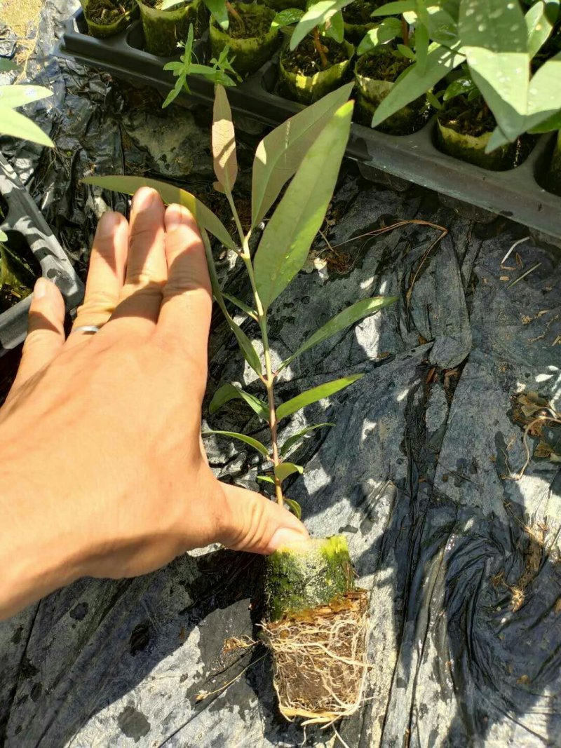 速生桉树苗@【K3】号桉树苗新优品种，分枝少生长快