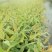 速生桉树苗@【K3】号桉树苗新优品种，分枝少生长快
