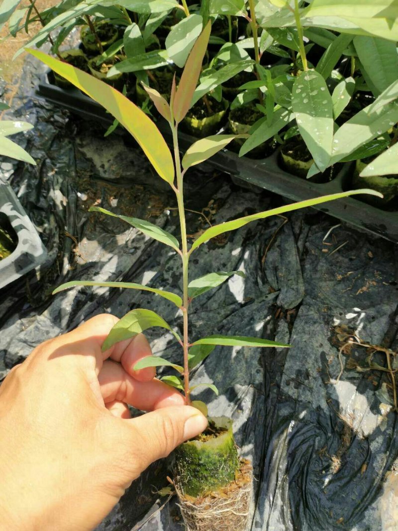 速生桉树苗@【K3】号桉树苗新优品种，分枝少生长快