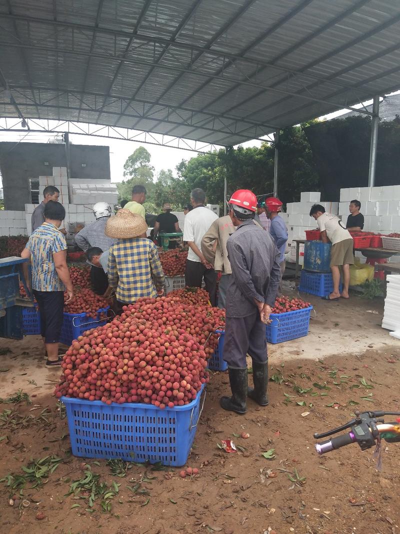 铭国果业精品双肩玉荷包荔枝大量上市中，诚信经营，