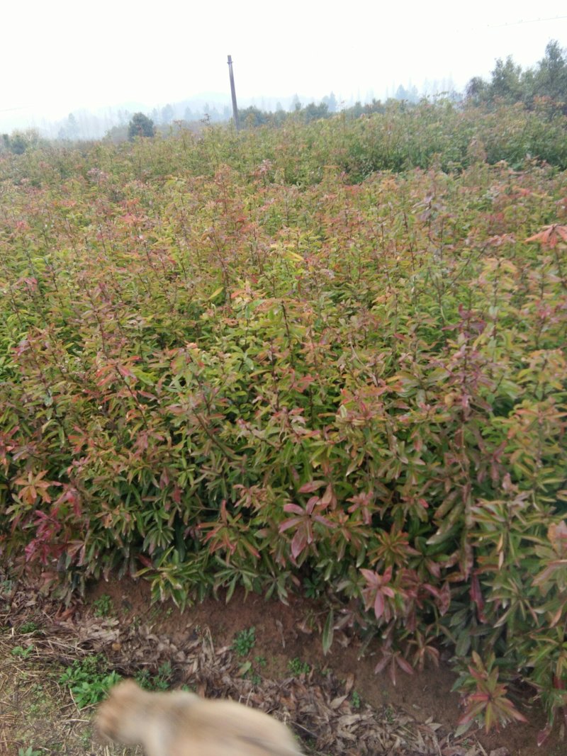 一年生木荷，自家苗圃种植。