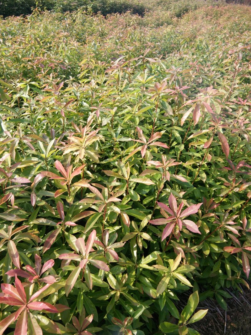 一年生木荷，自家苗圃种植。