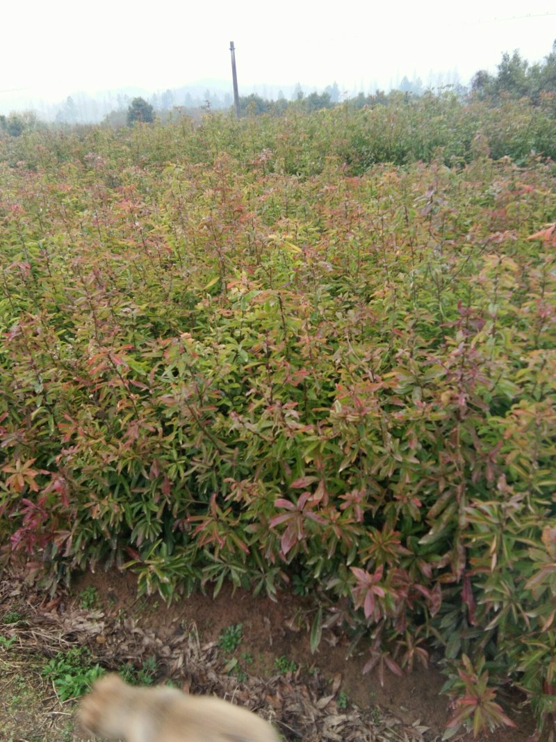 一年生木荷，自家苗圃种植。