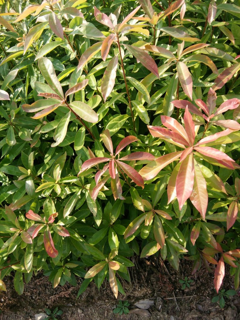 一年生木荷，自家苗圃种植。