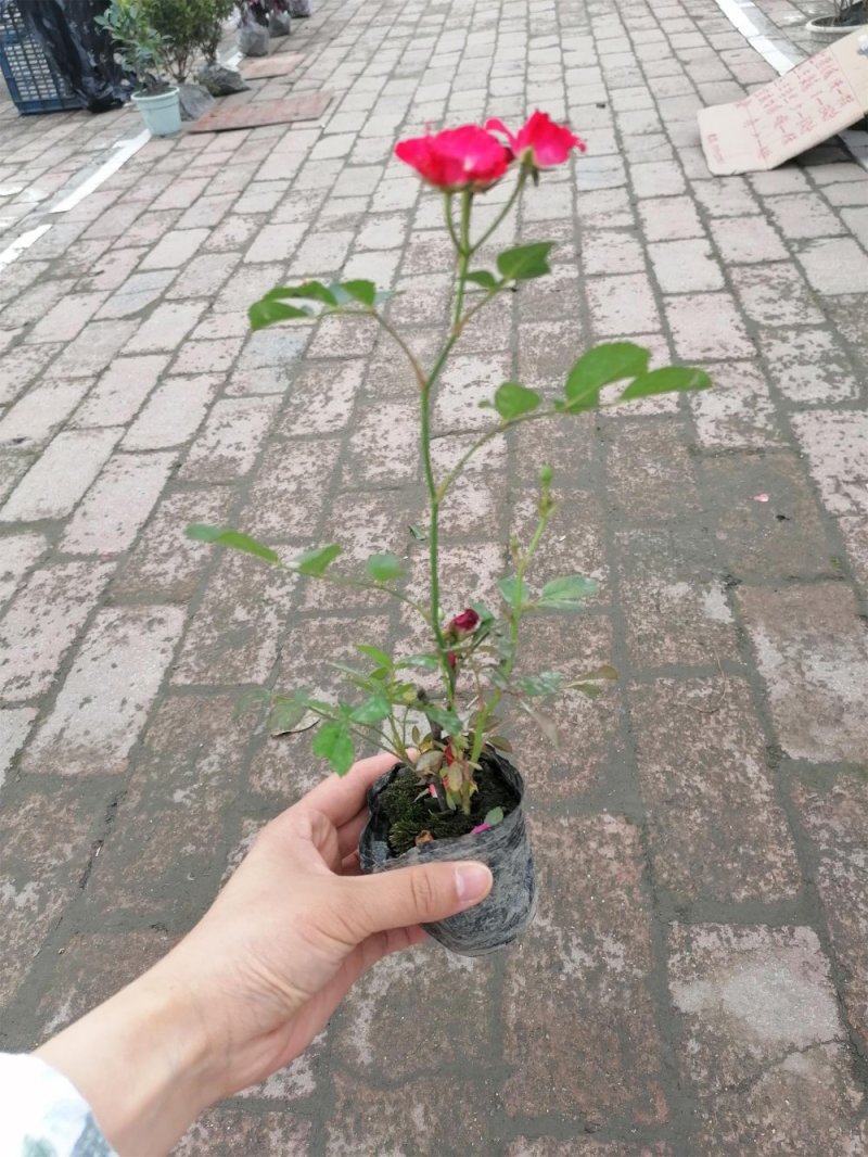 精品丰花月季，丰花月季杯苗