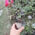 精品丰花月季，丰花月季杯苗