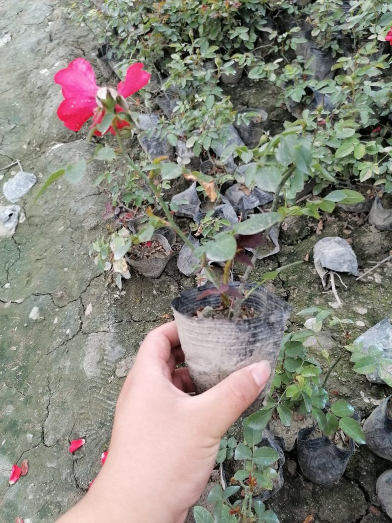 精品丰花月季，丰花月季杯苗