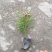 精品丰花月季，丰花月季杯苗