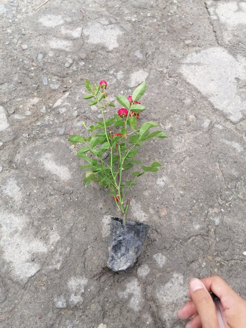 精品丰花月季，丰花月季杯苗
