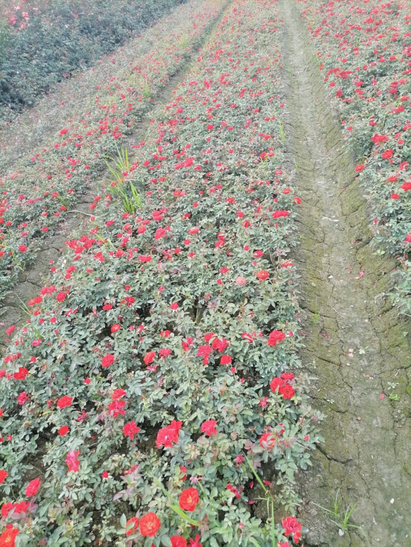 精品丰花月季，丰花月季杯苗