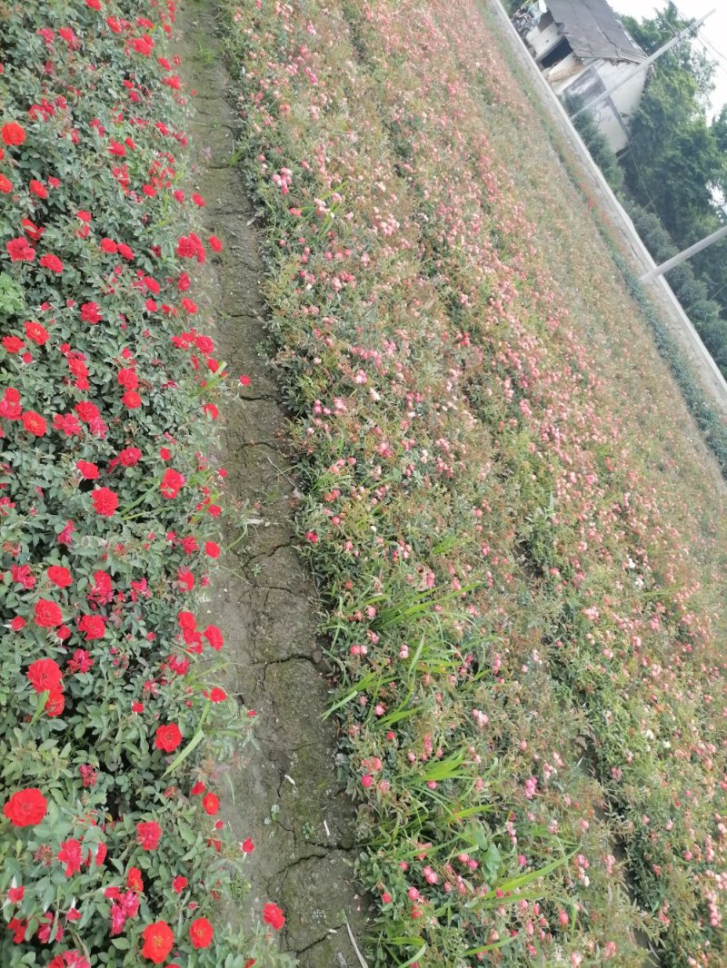 精品丰花月季，丰花月季杯苗